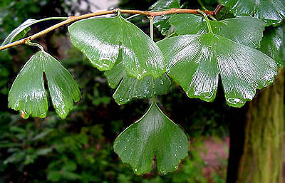 feuilles (photo Cor Kwant)