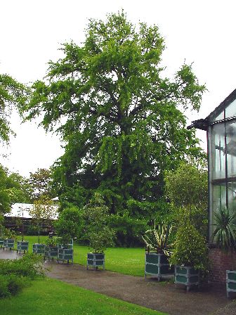 Hortus Leiden (photo Cor Kwant)