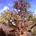 Ginkgo in Lengqi