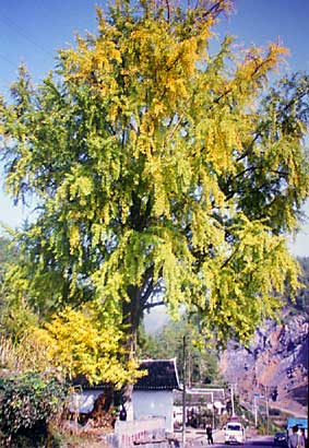 Lichuan