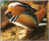 mandarin duck