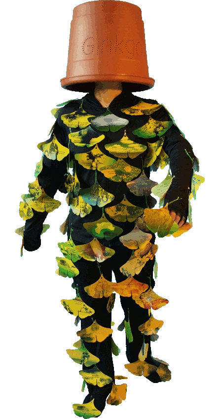 Ginkgo Messenger upside bonsai (photo MeiKuei Feu)