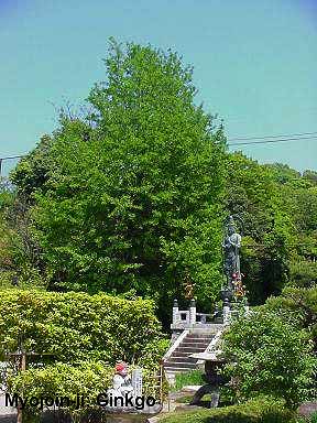 Myojoin-ji  (photo Mandy Conti)