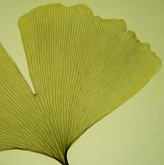 Ginkgo venation (photo A.C. Koetsier)