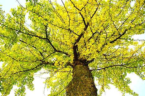 Ginkgo (photo Cor Kwant)