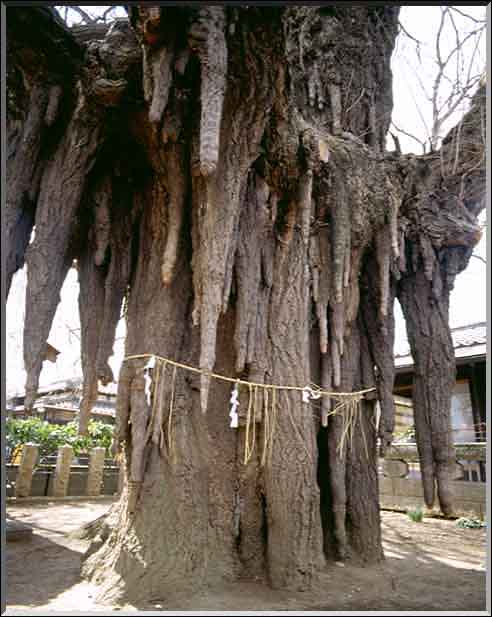 Honshu, Japan, 1000 jaar