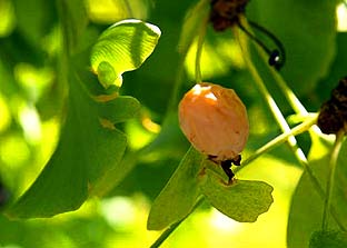 Minobusan ohatsuki leaf (photo S. Kato)