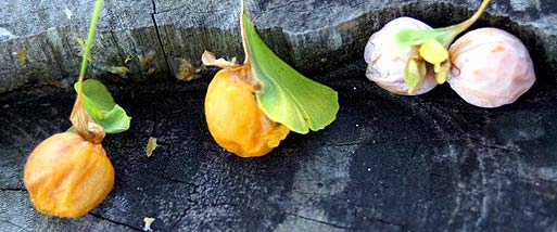Minobusan ohatsuki leaves (photo S. Kato)