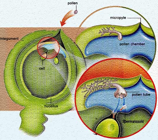 ovule