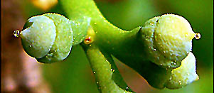 Ovule droplets (photo Cor Kwant)