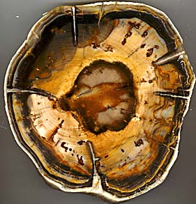 Ginkgo petrified wood (photo Lewis Goodman)