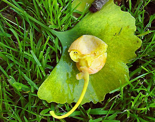 Ginkgo seed in fall - photo Cor Kwant