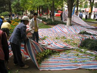 China: seeds gathering