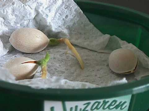 seed germination (kitchentowel-method)