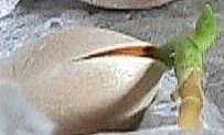 germinating
