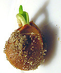germinating Ginkgo seed