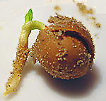 seed development 1 - photo Cor Kwant