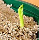seed development 3 - photo Cor Kwant