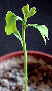 seedling 6 - photo Cor Kwant