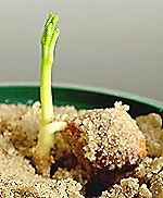 seed development 4 - photo Cor Kwant