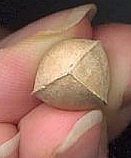 seed with 3 ribs (photo � Cor Kwant)
