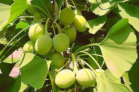 seeds in June (photo � Cor Kwant)