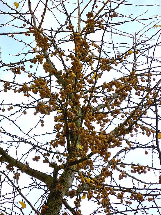 seeds (photo Wieland Haak)