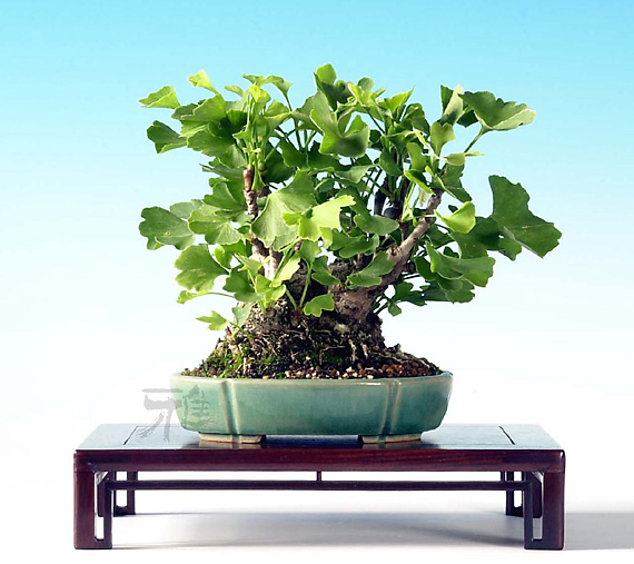 shohin (photo Higuchi Takeshi and MIYABI BONSAI-ART)