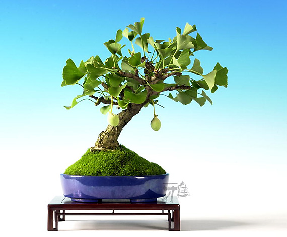 shohin (photo Higuchi Takeshi and MIYABI BONSAI-ART)