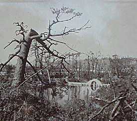 Shukkeien Ginkgo in 1945