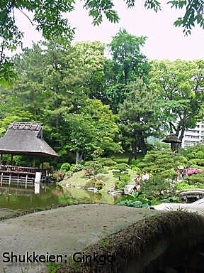 Shukkeien Ginkgo (photo Mandy Conti)