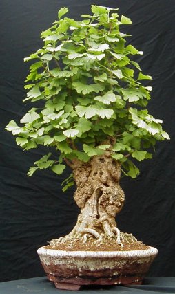 chokkan (photo Paul of the Tree Amigos)