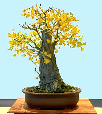 photo Treebay.com