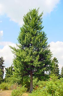 Ginkgo biloba 'Fastigiata' (photo Cor Kwant)
