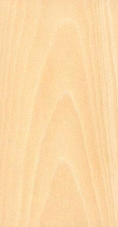 piece of Ginkgo wood