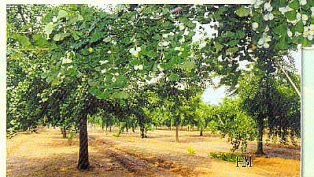 seed plantation, Xingcun (photo HeMeng)