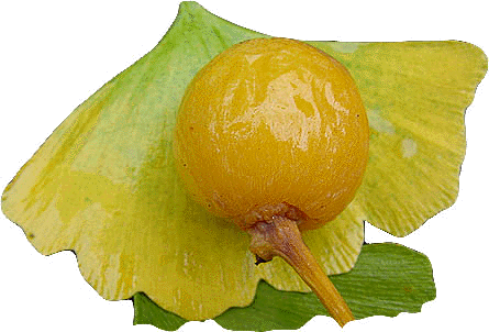 seed (photo � Cor Kwant)