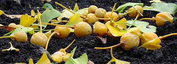 seeds (photo � Cor Kwant)